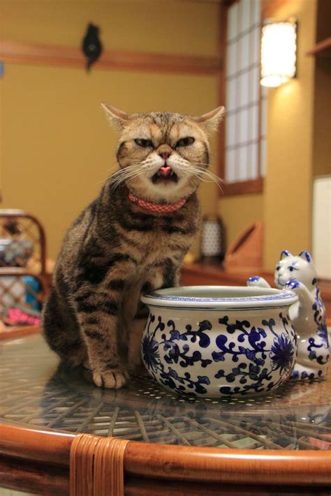 The 14 Best Cat Cafés Around the World | Cat cafe, Cats, Cool cats