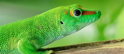 The Madagascar Day Gecko | Critter Science