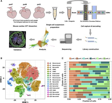 Single-Cell Transcriptomic Sequencing and Clustering of Cells during... | Download Scientific ...