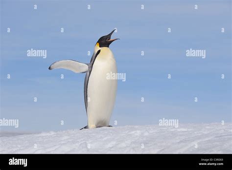 Antarctica, Antarctic Peninsula, Emperor penguin standing with spread ...