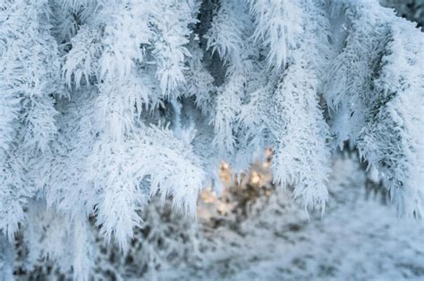 Premium Photo | White snowy forest branches of a coniferous tree in the frost