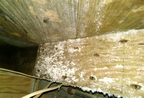 100+ Pictures of Mold in the Home