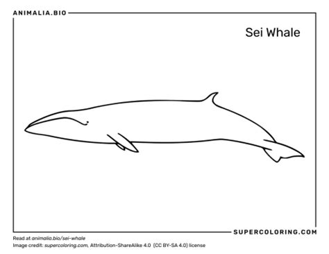 Sei Whale - Facts, Diet, Habitat & Pictures on Animalia.bio