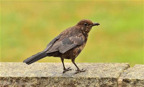 Juvenile Blackbird | BirdForum