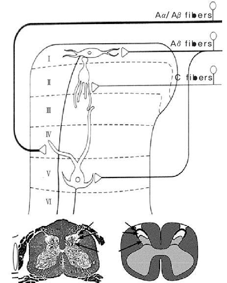 Projection neuron of the dorsal horn. | Download Scientific Diagram