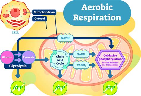 Aerobic Respiration - The Definitive Guide | Biology Dictionary