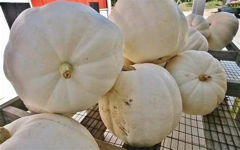 white pumpkin varieties