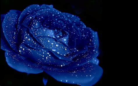 Ảnh hoa hồng xanh đẹp mê hồn: Khám phá ngay nguồn gốc và ý nghĩa của ...