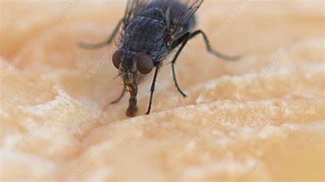 Fly on cheese - Stock Video Clip - K007/0429 - Science Photo Library