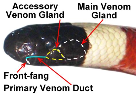 Front- and Rear-Fanged Snake Envenomation Systems - Owlcation