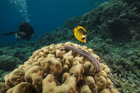 Blackmouth sea cucumber in the Red Sea. Photograph by Jimmy | Fine Art America