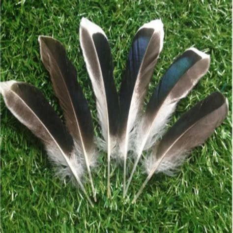 Wholesale 500 pcs Beautiful male natural mallard feathers 4 6 inches / 10 15 cm free shipping-in ...