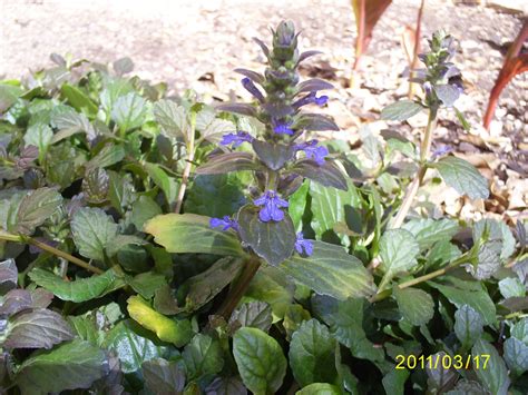 Brad's Tropical Paradise: Carpet Bugle in bloom Ajuga Reptans