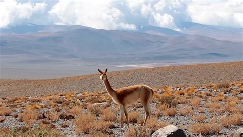 Wild Guanacos in the Patagonia, Stock Footage Video (100% Royalty-free ...