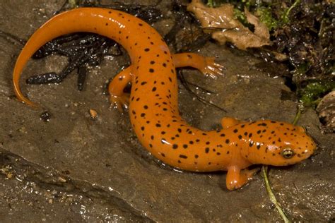 Giant Salamander Planet Earth