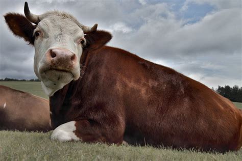 Maine-Anjou Cattle: Pictures, Facts, Uses, Origins & Characteristics ...