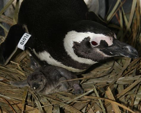 Popular chicks: Baby penguins hatch, Aquarium of the Pacific turns on ...