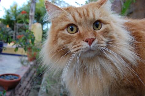 Orange Siberian Cat Desktop Image | Gato siberiano, Razas de gatos, Gatos