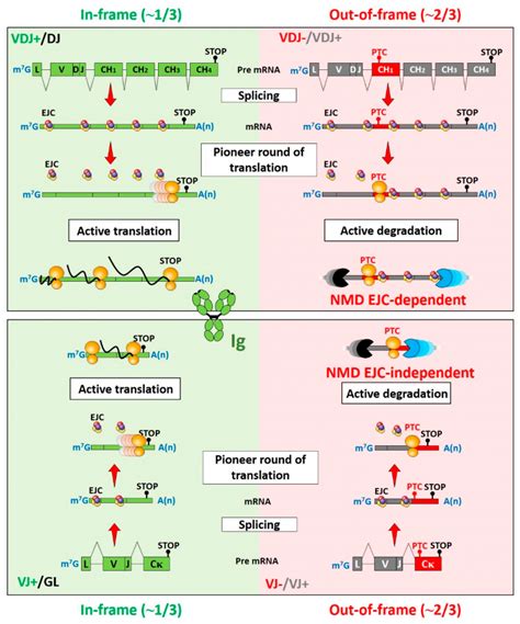 Mechanisms and Regulation of Nonsense-Mediated mRNA Decay and Nonsense ...