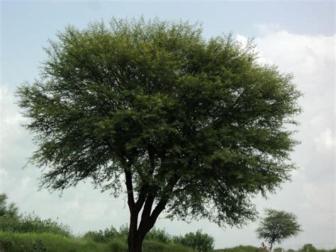 Photo of the entire plant of Kikar (Vachellia nilotica subsp. indica) posted by KAMasud - Garden.org