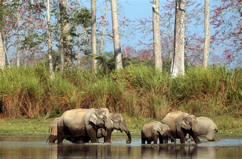 √ National Parks And Wildlife Sanctuaries In Assam