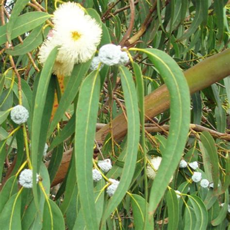 Eucalyptus Globulus 80/85 Essential Oil (5290) best wholesale bulk ...