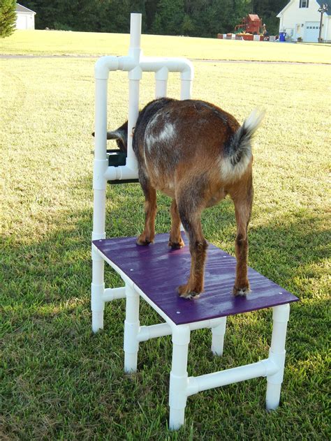 Goat Stand Milking Feed Bucket Nigerian Dwarf Pygmy Sheep Made | Etsy in 2021 | Goats, Goat ...