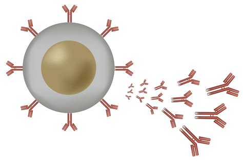 B cell lymphocyte producing antibodies - The Johns Hopkins Patient ...