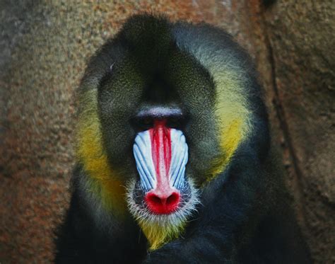 Mandrill | A Mandrill (the largest monkey in the world), see… | Flickr