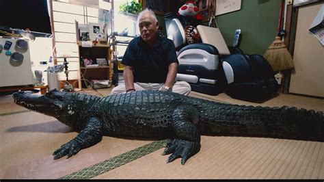 Meet Japan's 'Mr. Gator' and his pet alligator | wthr.com