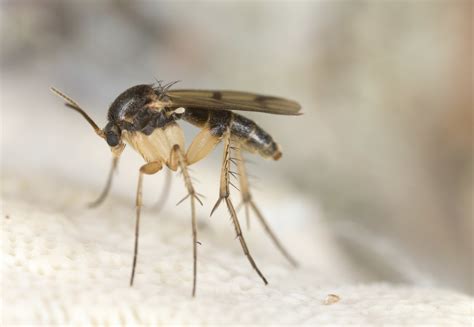 Fungus Gnats — Cannabis Horticultural Association