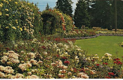 Vancouver - Stanley Park-Rose garden 1968, British Columbia-Vancouver - Canada - Postcard - 20737