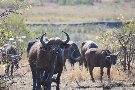 Herd of African Cape Buffalo Standing in the Bush Stock Image - Image ...