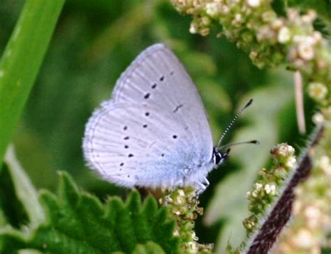 Holly Blue Butterfly, Celastrina argiolus, identification guide