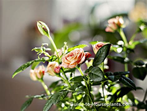 Guide for Growing Miniature Roses Indoors - Mini Rose Care