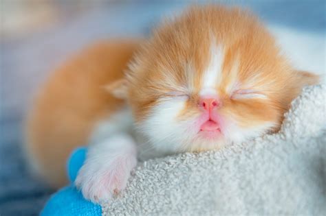 50 of the Cutest Photos of Kittens Sleeping | Reader's Digest