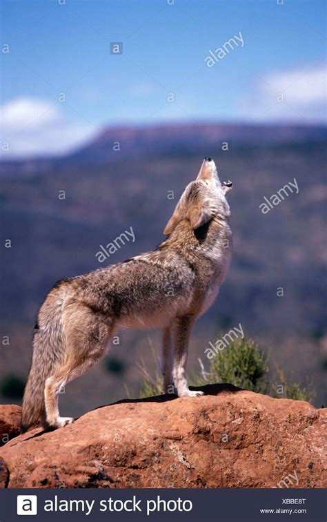 Coyotes Howling Stock Photos & Coyotes Howling Stock Images - Alamy