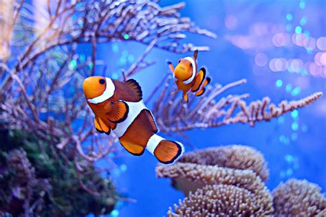 How Long Do Clownfish Live? | All About Clownfish Lifespan