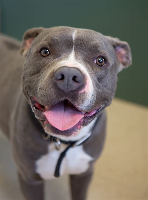 Shelter Dogs of Portland: "ZIP" handsome happy grey Pitbull