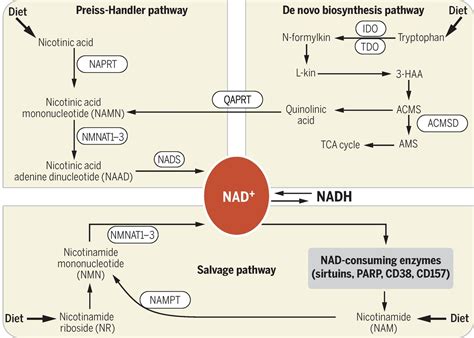 NAD+ in aging, metabolism, and neurodegeneration | Science