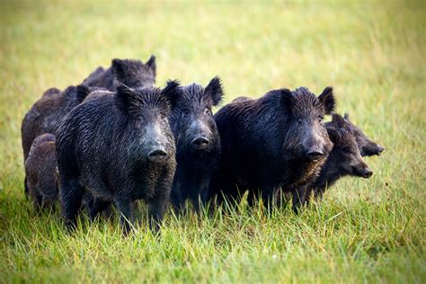 Types Of Wild Hogs