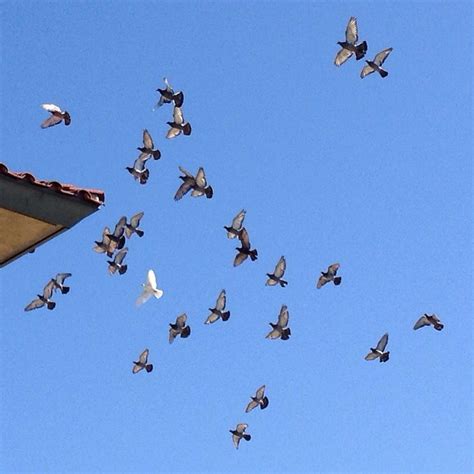 pigeons aerial formation | Animals, Aerial, Nature