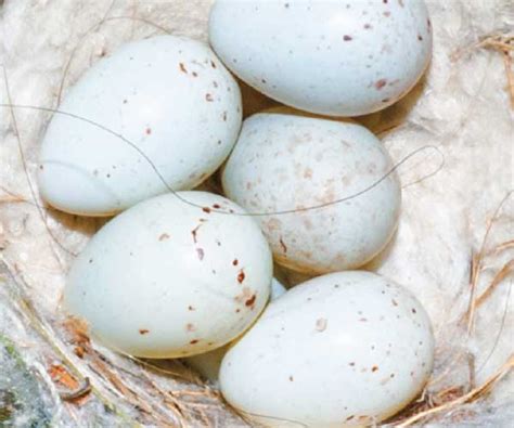 Bird egg identifier - GardenBird