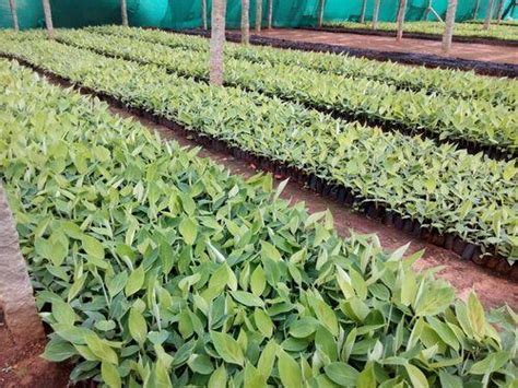 Banana Plants at Rs 15 / 20 Piece in Bangalore | Pavani rose farm and ...