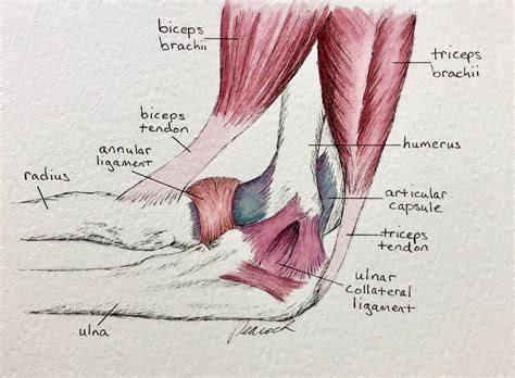 Tendon vs. Ligament | Peacock Bodyworks of West Austin, TX