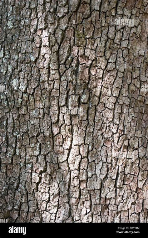 Bark of a Southern Live Oak tree Stock Photo - Alamy