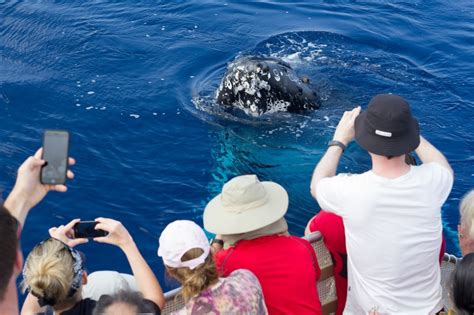 Whale Watch from Lahaina - Lahaina | Project Expedition