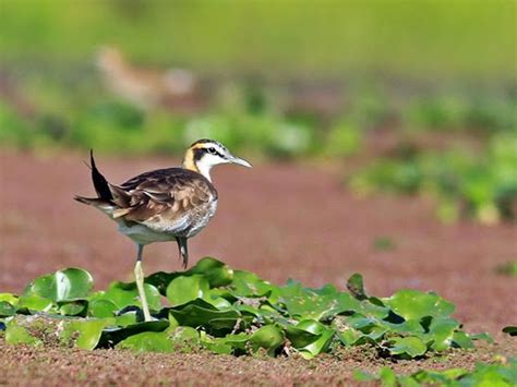 7 best Bird Sanctuaries in Assam images on Pinterest | Wildlife ...