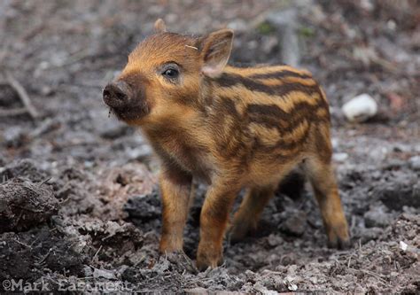 Wild Boar Piglet | Mark Eastment | Flickr