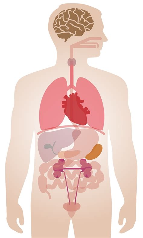 PARTES INTERNAS DEL CUERPO HUMANO | 121 jugadas | Quizizz